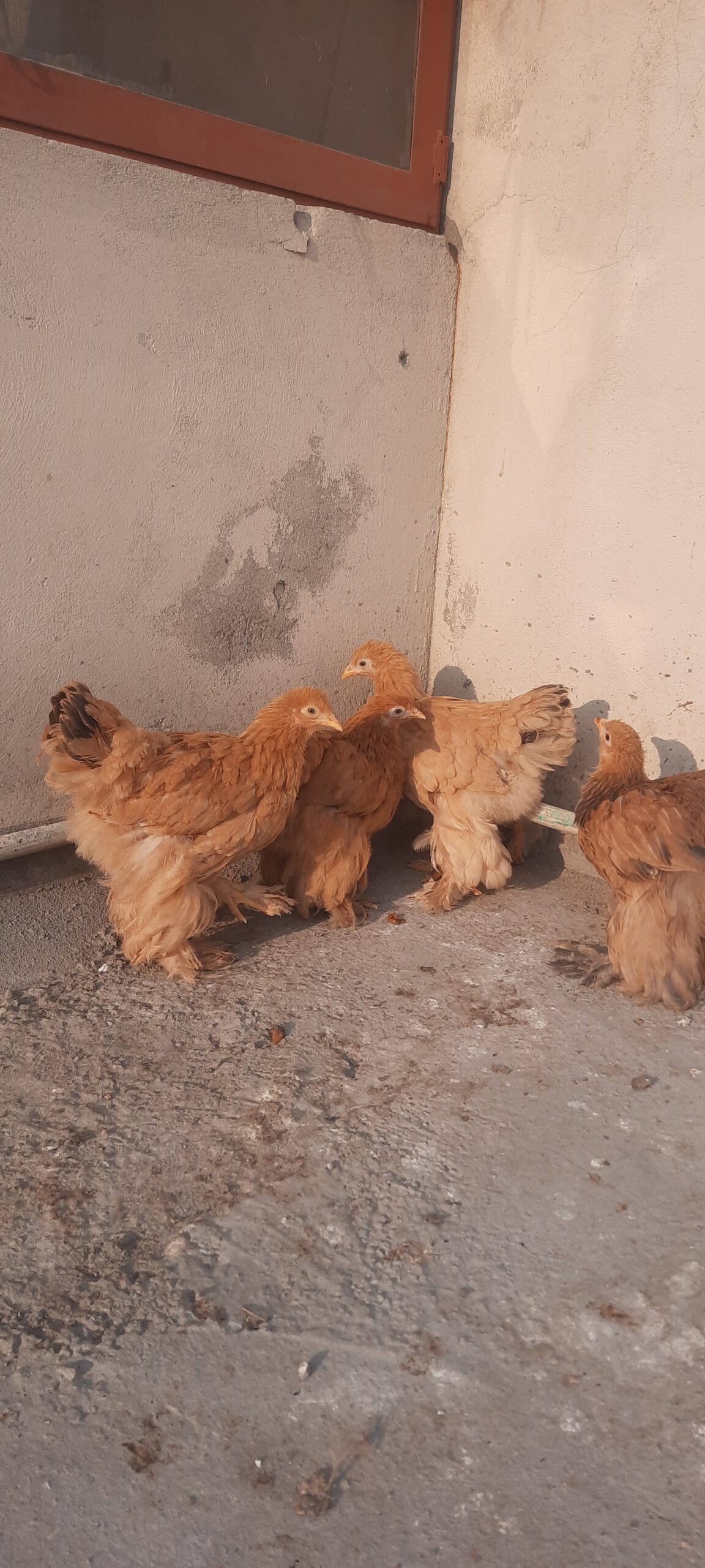 1 Roster 2 Hens Brahma Fancy Chickens